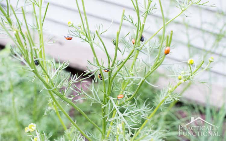 plant with multiple ladybugs on it