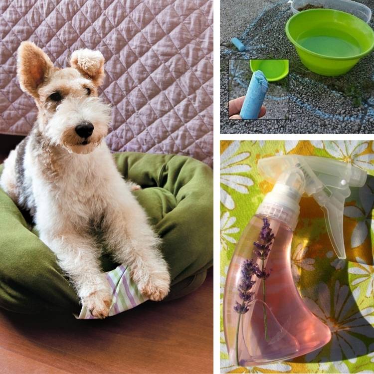 pet hacks collage