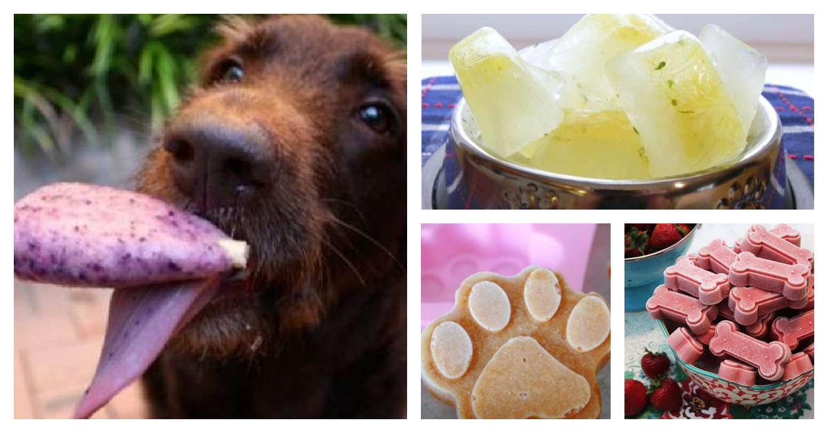 Tricks for Frozen Dog Treats - eileenanddogs