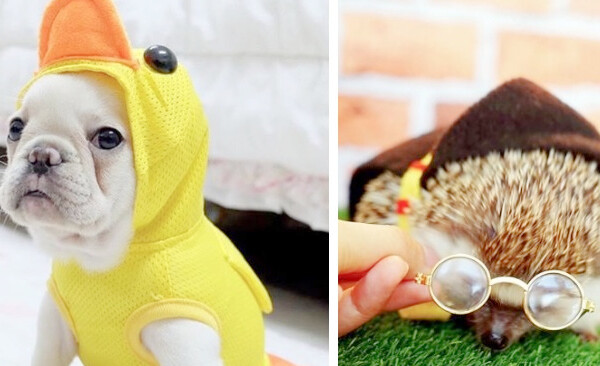 dogs in Halloween costumes (a duck and a hedgehog)